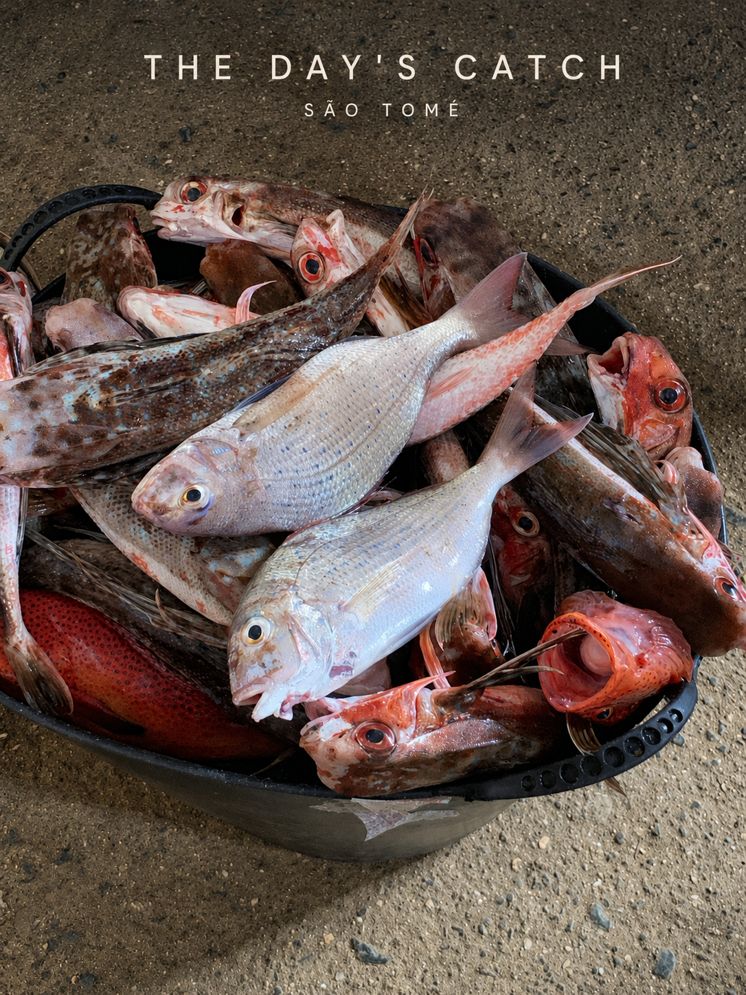 this of fresh fish